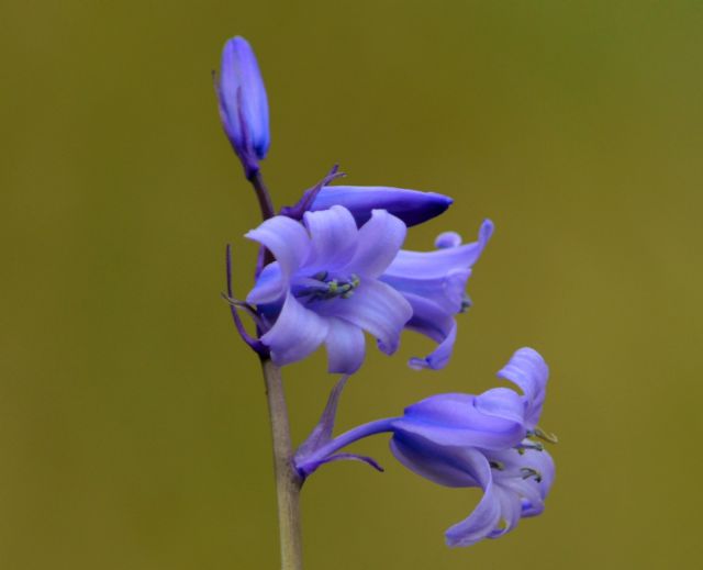 Hyacinthoides x massartiana in Calabria